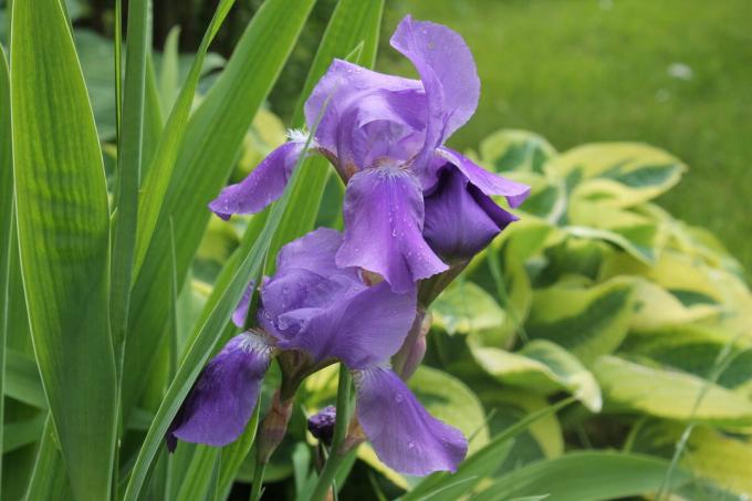 Iris izgleda dobro u solo slijetanja, te u kombinaciji s drugim jednogodišnjih i trajnih cvijeća. Ali, to izgleda najbolje u „grupi”. Fotografija autor (i)
