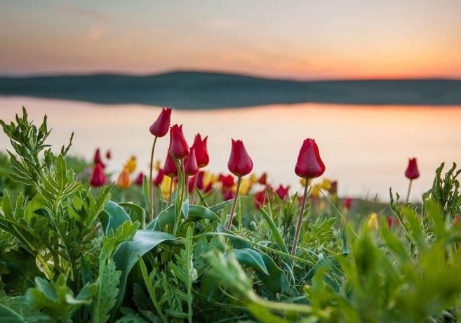 Blooming divlje tulipane u Kazahstanu