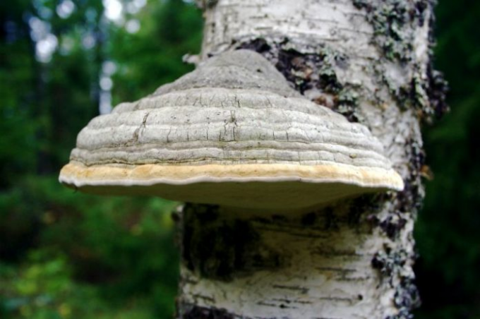Polypore obično raste na brezama i topola