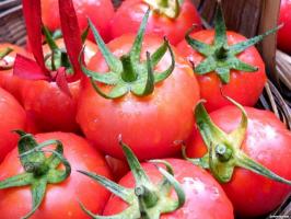 Pogreška koju čine mnogi vrtlari kada raste rajčice.