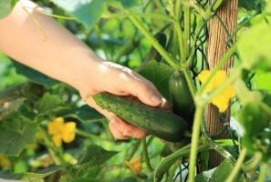 Uzgoj krastavaca: 10 uobičajene pogreške vrtlar