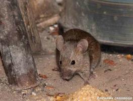 Uzimajući osloboditi od miševa i štakora u zemlji