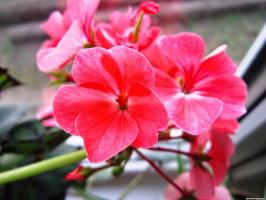 6 lijepe i izdržljiv višegodišnje cvijeće (dio 2)