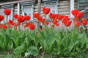 Zašto Tulipani ne cvatu (neke listove!) I kako to popraviti