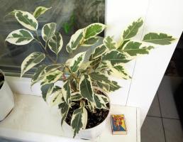 Evergreen ficus: ljekovita svojstva houseplant