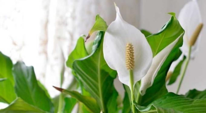 Cvijet Spathiphyllum - shishechka i bijeli - list-pokrovne
