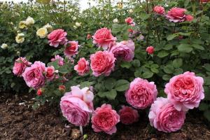 5 zabluda briga ruža u vrtu