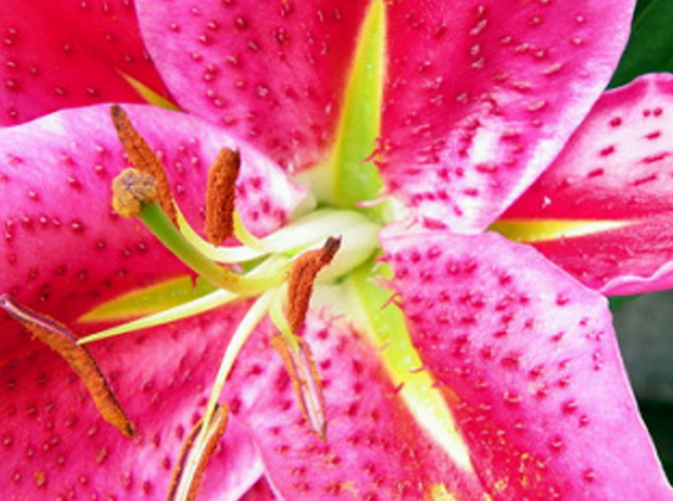 Lijepa Lily-jedan od favorita među tsetovodov i vrtlare