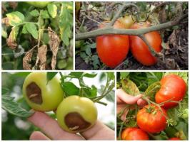 Bitka za žetvu: poslastica rajčice ispravno