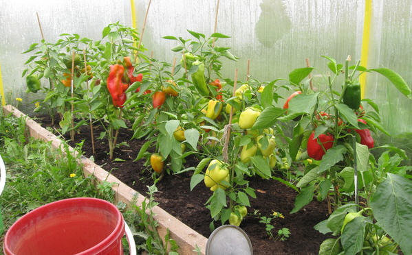 Uzgoj paprike u staklenik. Fotografije iz green-color.ru