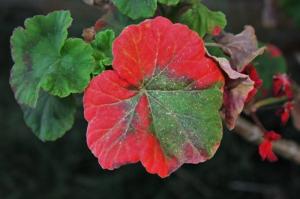 Zašto lišće crvene geraniums i da li je to opasno za biljke