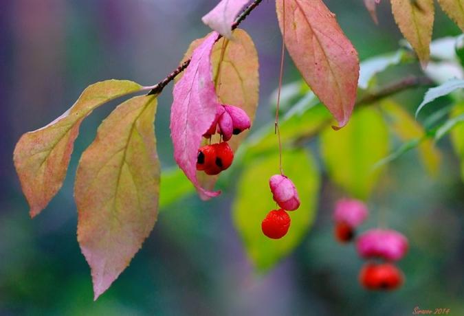 Makro fotografija bobice i lišće Euonymus (lifeisphoto.ru)