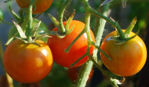 Zato rajčice preljev bor. priprema otopina