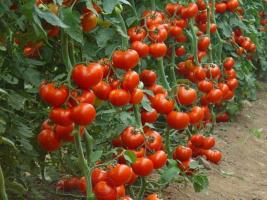 Gnojenje kvasca povećati prinos krastavaca i rajčice