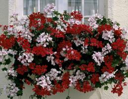Upoznajte prekrasne pelargonije hang-Downing, spreman da ukrasite svoj dom i vrt