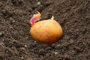 Bitka za žetvu: kako biljka krumpira