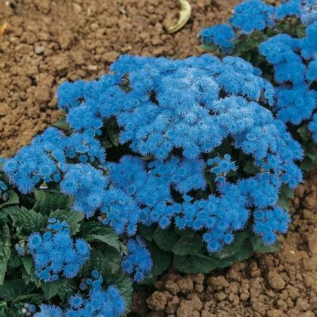 Blooming ageratum (izbor: "Blue Ball"). Fotografija s interneta