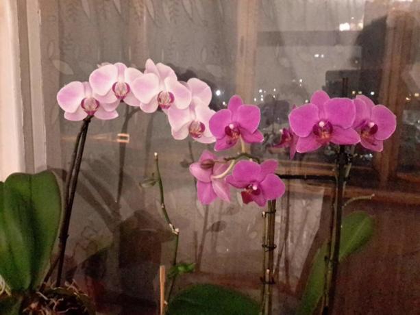 Dio moje zbirke phalaenopsis u stanu. Ja kupati ih umočiti!