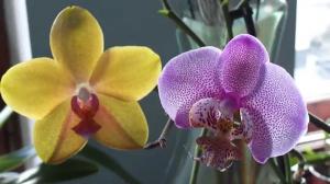 Koliko godina žive orhideja