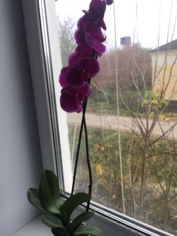 Nakon točno pristaje moja orhideja odmah procvjetao