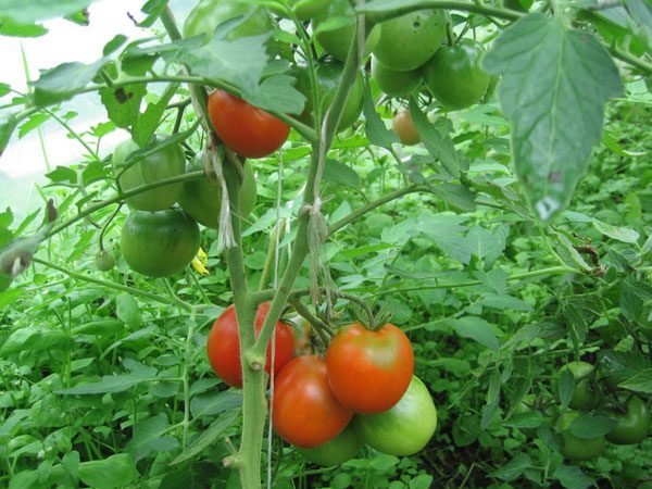 Izlijeva rajčice u stakleniku. Fotografije u članku s interneta