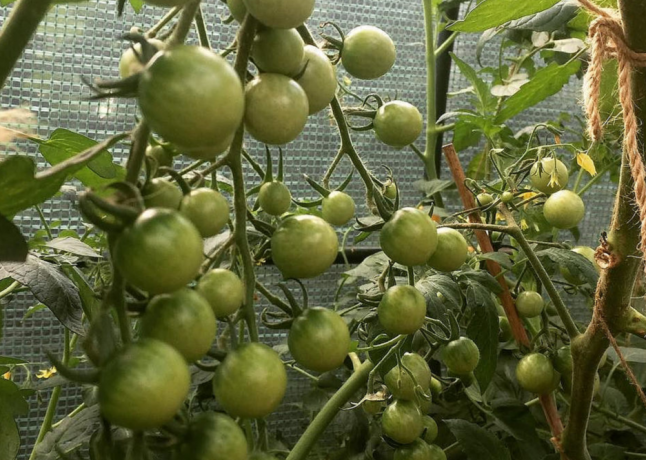 Voće u rastu i dvostruki grmlje paradajz ne manje nego u pojedinačnim biljkama. 