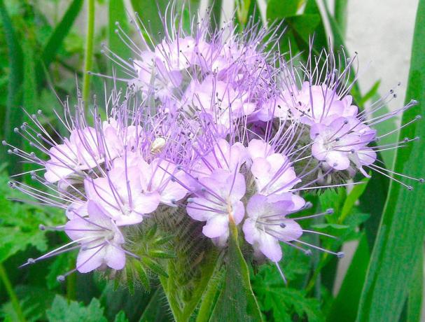 A ipak Phacelia - to je lijepo!