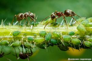 Uzimajući osloboditi od mravi s jodom