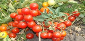Najbolji sorti rajčice premaloj za uzgoj na otvorenom polju.