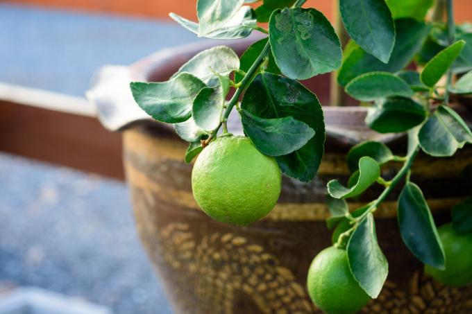 Vapno je pogodan za uzgoj kod kuće, čak i bolje od limuna. Foto: garden.eco