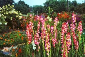Što staviti u utor za rast i cvatnju gladioli? 2 jednostavan sastojak
