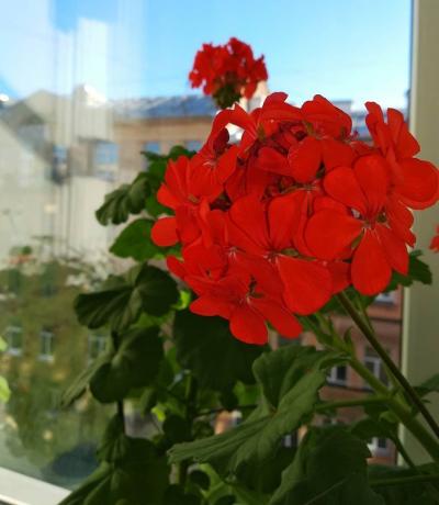 Cvatnje crvene geraniums