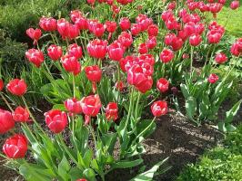 5 uobičajene pogreške u uzgoju tulipana, koji omogućuju 50% uzgajivača