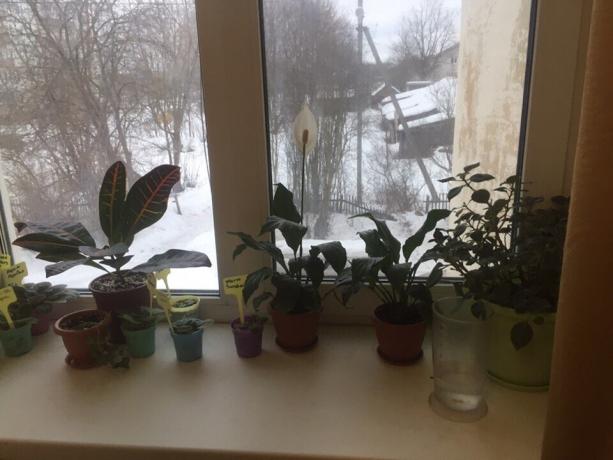 Saksiji biljke na prozoru u mojoj spavaćoj sobi. Tri od njih uskoro će reći zbogom!
