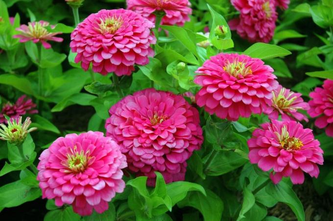Raznolikost s bujnim cvijećem. Pogledaj: http://isadovod.ru