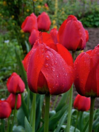 Imam raste samo jedna vrsta tulipana. A ja ne znam što mu je ime. Ove godine, odjednom htjeli biljnog nešto novo. Tako je rođena ideja da napiše bilješku o proljeće sadnje lukovica. Usput, ja volim samo tulipani klasičnu formu, a dorada i drugi mašta ne uzrokuju sućut.