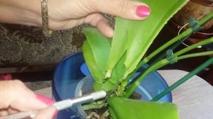 5 dokazane načine za spašavanje orhideja