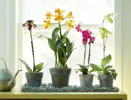 Gdje staviti orhideja kuću, da se biljka i raste savršeno sretan sa prekrasnim procvat