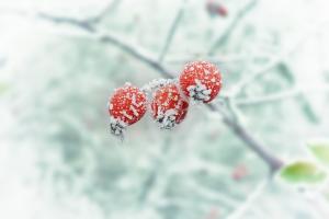 Koja je opasnost u zimskim odmrzne?