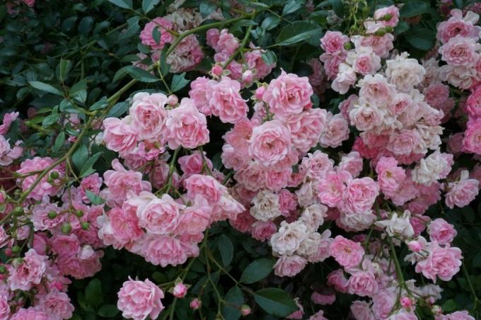 Groundcover ruže cvatu na snimanjima raznih uzrasta 