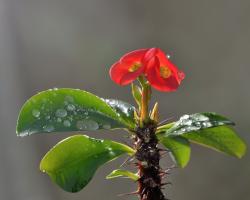 Euphorbia (mlječika) - savjeti za njegu