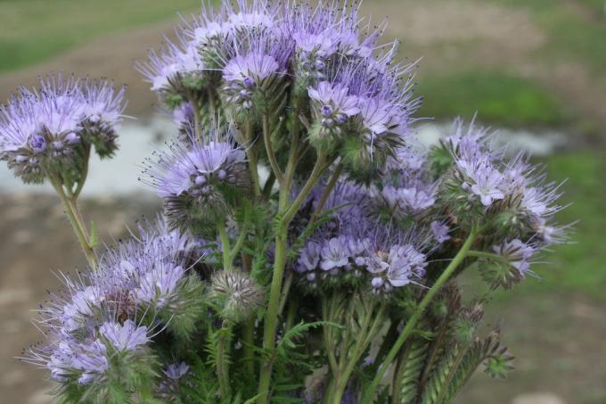 Phacelia ima prekrasnih svojstva fitosanitarne