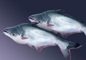 Pangasius ribe: dobro i recenzije