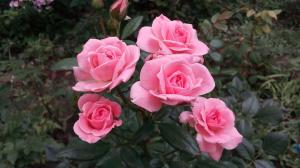 Ruže u vrtu za „lutke”: 5 pravila za one koji se odluče za posaditi cvijet