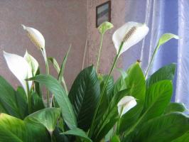5 gruba i uobičajene pogreške u njezi Spathiphyllum