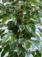 Zašto Ficus benjamina lišće pada? Jednostavni savjeti o tome kako sačuvati bogatu krunu