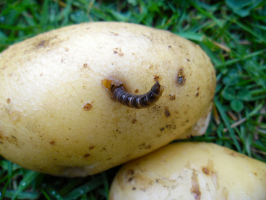 Kako zaštititi krumpir od klisnjaka: i zašto je nitko ne pogađate