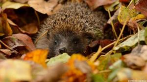 Mami hedgehog na zemlji stranici