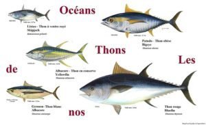 Tuna: korisna svojstva, kako kuhati, možete jesti na dijeti