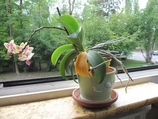 Slika koja plaši mnoge vlasnike orhideja